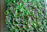 DSC03292.JPG