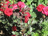 IMG_6363.JPG