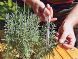 Lavendel_2  ( срез.веточки, кот.не цвели).jpg