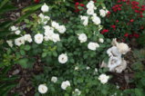 DSC09025.JPG