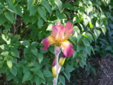 IMGP2805.JPG