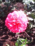 IMG_20150701_101726.jpg