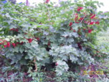 100_5590.JPG