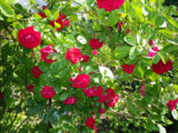 IMGP3336.JPG