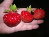 IMGP3438.JPG