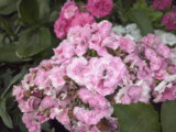 CAM00738.jpg