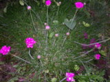 IMGP3672.JPG