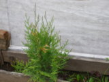 IMGP3647.JPG