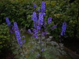 IMGP3650.JPG