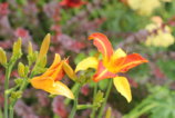 IMG_6731.JPG