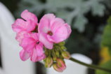 IMG_6868.JPG