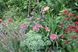IMG_7117.JPG