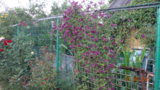 DSC01547.JPG