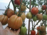 20150730_182334.jpg