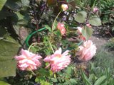 20150808_133208.jpg