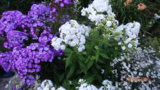 DSC01643.JPG