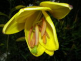 IMGP6295.JPG