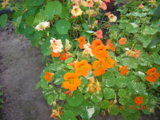 DSCN5666.JPG
