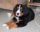 IMG_0017_cr.jpg