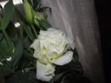 IMGP7204.JPG