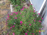 100_6785.JPG