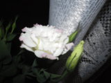 IMGP7307.JPG