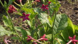 DSCF1662.JPG