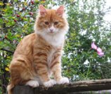 Копия Рыжик 2009 031.jpg