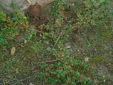 DSC01471.JPG