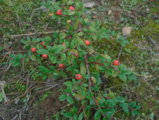 DSC01472.JPG