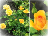 дача 2015 054.jpg