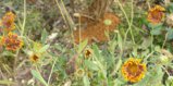 DSC03555.JPG