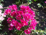 100_5950.JPG