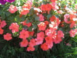 IMG_3702.JPG