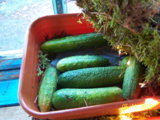 100_7287.JPG