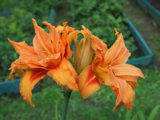 P7204851.JPG