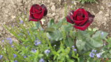 DSCF1049.JPG