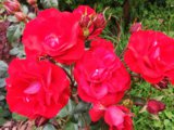 IMG_20140718_133951.jpg