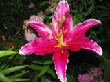 IMGP5067.JPG