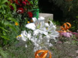 IMGP5788.JPG