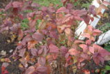 DSC03613.JPG
