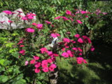 IMG_5774.JPG