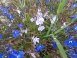 DSC01364.JPG
