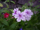 IMGP5796.jpg