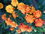DSCN4990.JPG