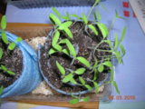 DSCN5822.JPG