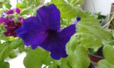 20160419_172231.jpg
