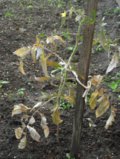 DSCF6981.jpg
