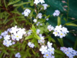 IMGP8012.JPG