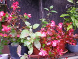 IMGP8444.JPG